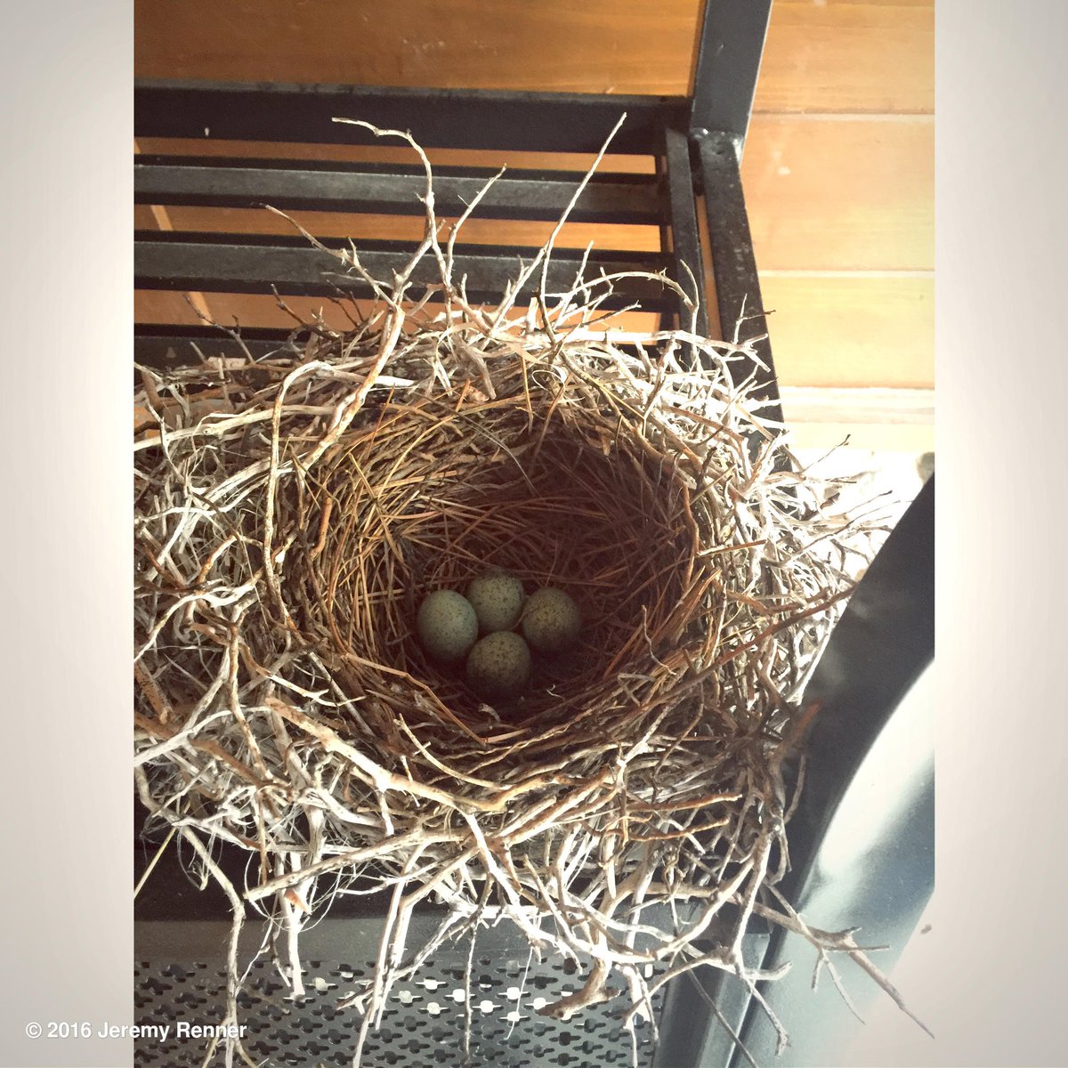 Found some friends on my porch. Anyone seen the mama bird? #shellbeback #nest #tahoe https://t.co/xkFieeLfsK