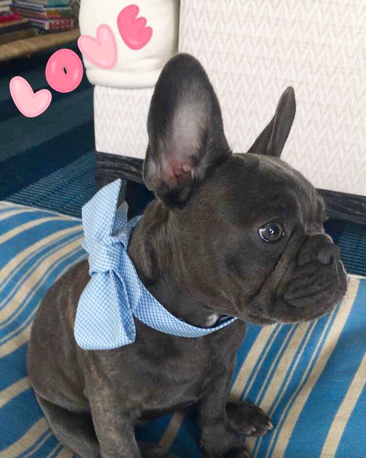 Nuf said. ???????? #PepperLove #Frenchie https://t.co/zDmcGzxhr3