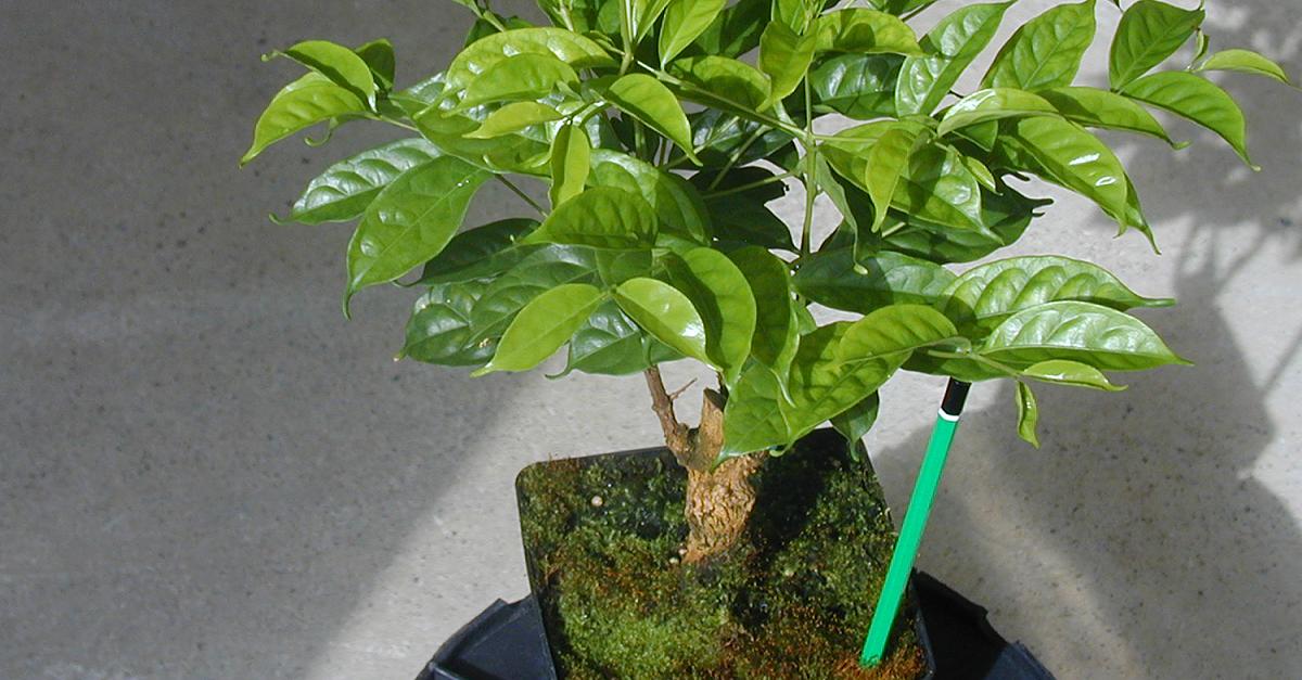 Ботаничка Twitterissa: "Кофе камерунский (Coffea charrieriana) единственный вид кофе, отличающийся почти полным отсутствием кофе
