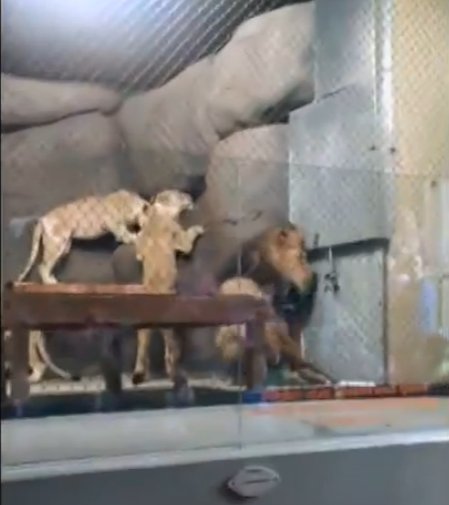 RT @FBB_World: Lions don't belong in zoos, poor Zawadi lost part of his tail the hard way https://t.co/OwQrSqbp6k https://t.co/AgkizYUfCE