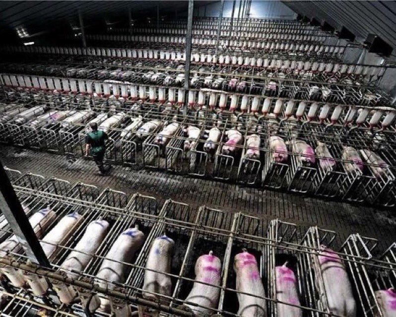 RT @TheHumaneLeague: Factory farming needs to end. #FixWhatsBrokenIn5Words https://t.co/1r9wvwEjwp