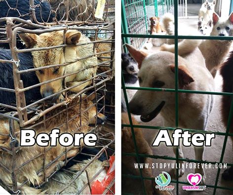 RT @VanderpumpDogs: We have made a HUGE #difference!!! Let's not stop the fight. #Save more lives. There is #Hope. #StopYulinForever https:…