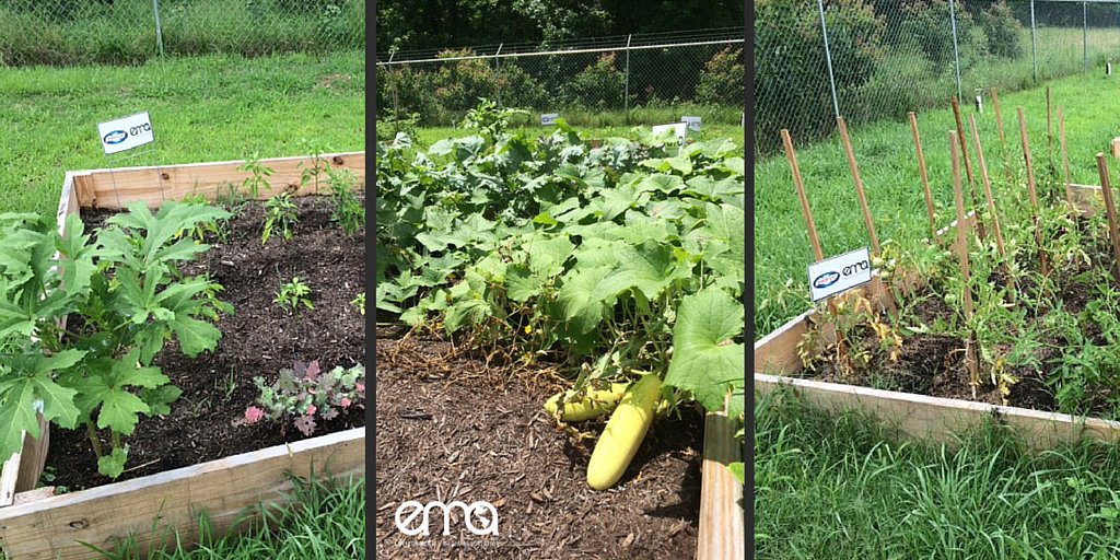 Our #GreenMySchool garden in #Clinton, MS is growing nicely! Support the program here -> https://t.co/qkBnJgDSy2 https://t.co/vvkMxabnSx