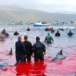 Whaling: The heated-up debate itself raises questions