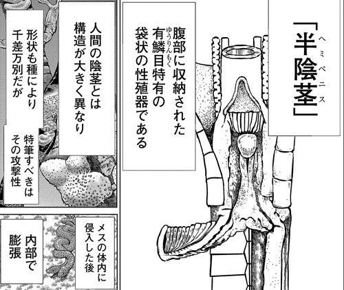 【第15話プレイバック】<村田先生の見どころ>「15話の見どころは、克明な作画の「半陰茎(ヘミペニス)」。実 【第15話プレイバック】<村田先生の見どころ>「15話の見どころは、克明な作画の「半陰茎(ヘミペニス)」。実