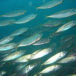 Faroese Mackerel, Herring And Blue Whiting Win MSC Certificates