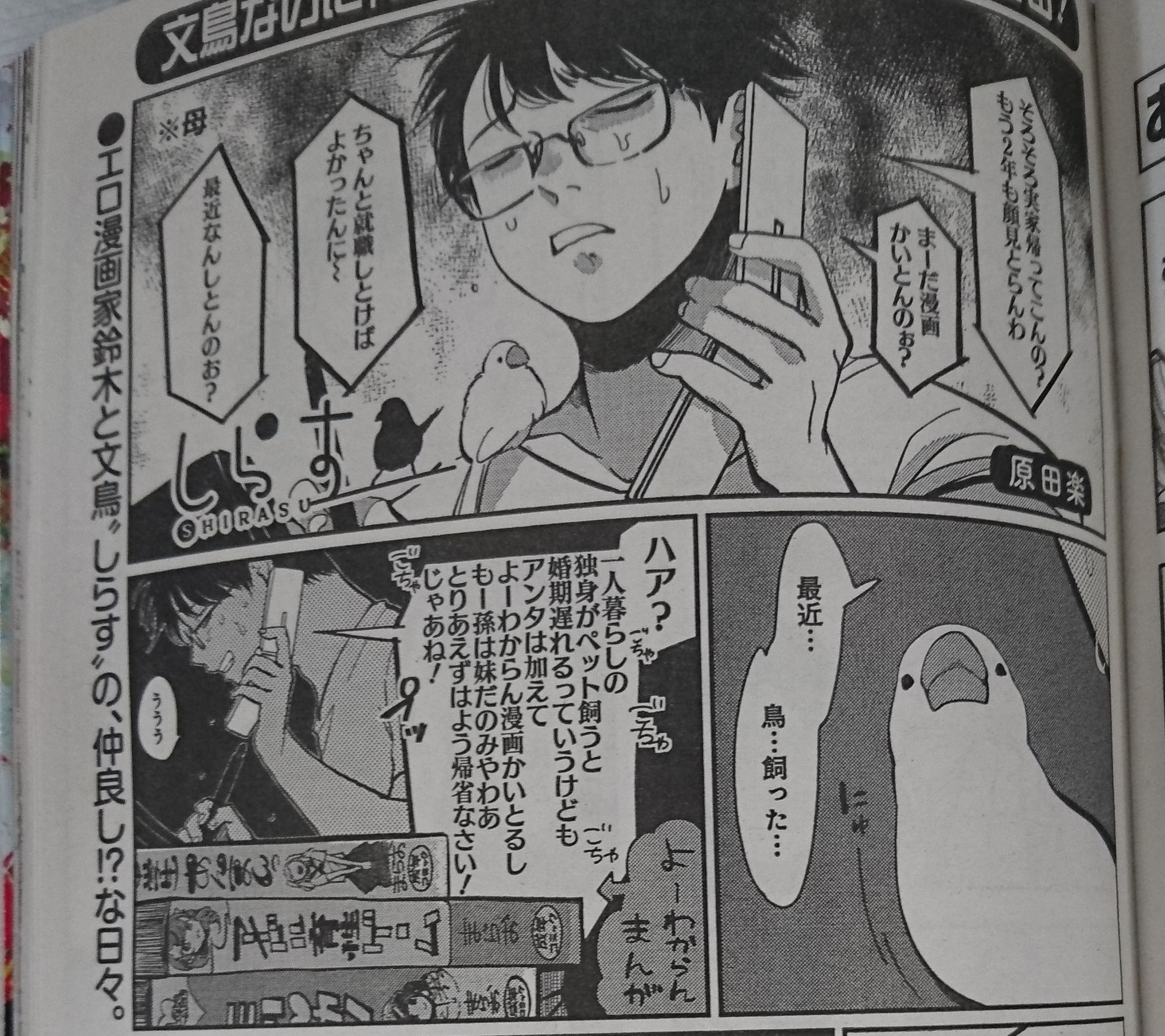 文鳥 In 動物のおしゃべり増刊 ゲスト紹介 原田楽先生 しらす 増刊への登場は2回目です 一人暮らしの漫画家 の元にやってきた文鳥のしらす 癒しの存在です