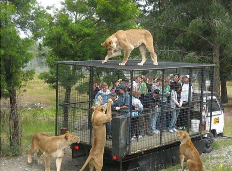 This is how a zoo should look. Observing them from the cage not putting them in the cage! https://t.co/hUGKgvMoc2