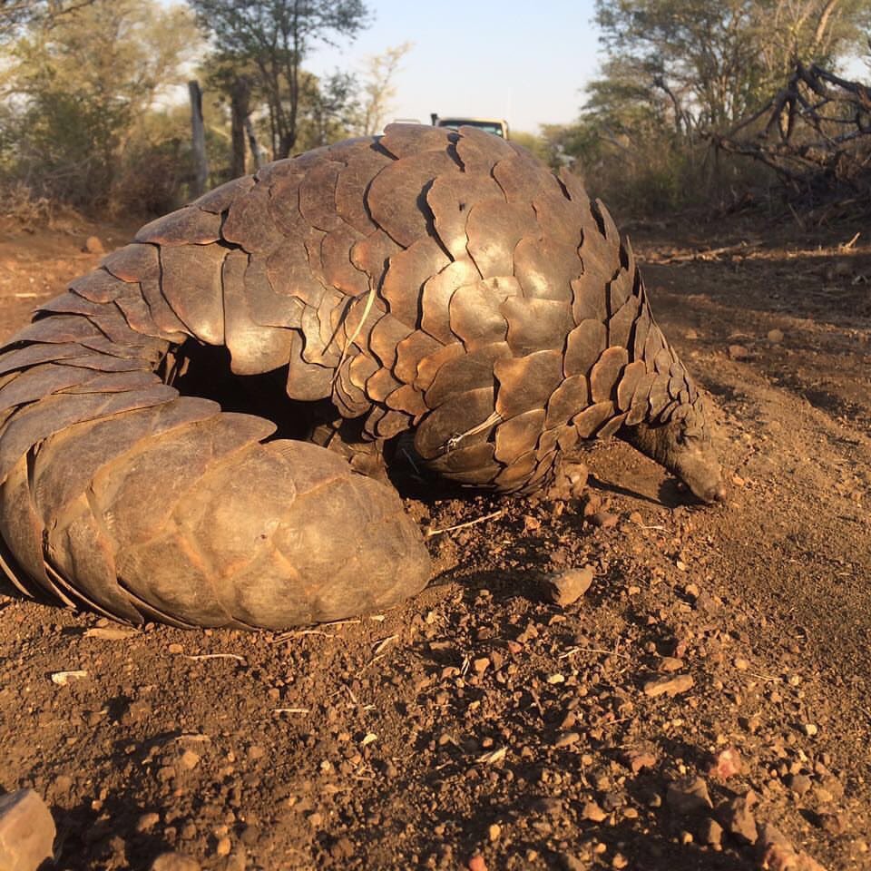 RT @IAPF: Pangolin found by IAPF Rangers today. They are hunted by poachers more than rhino for their scales. https://t.co/WkdXmPGtX3