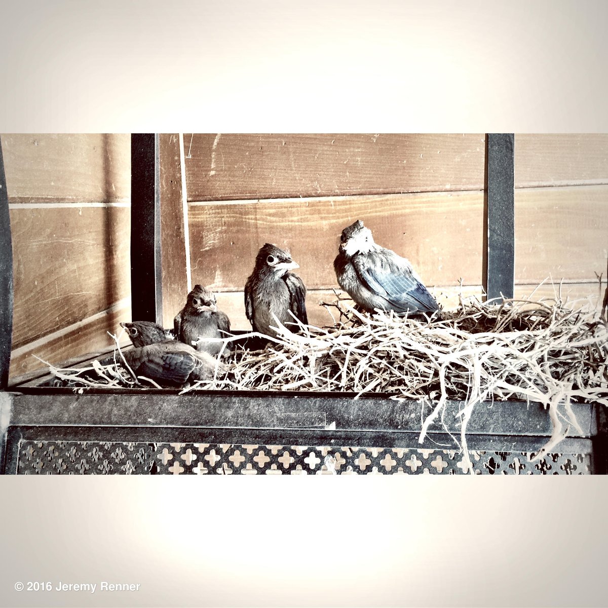 Progress in the nest!!!  #takingflight #growingfast #tahoe https://t.co/nIsJZghdsw