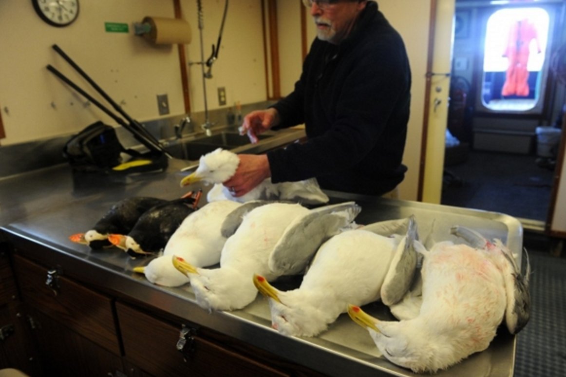 Aleutian seabirds are showing the effects of a changing marine ecosystem