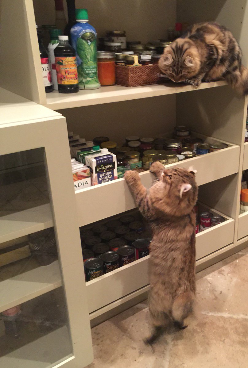 Mala & Zen 
Cleaning out pantry ‼️ https://t.co/gsVsOepoQB