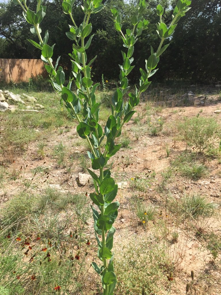 Name That Weed | Gardens & Books | LibraryThing | LibraryThing