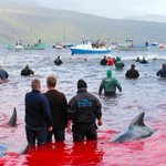 Sea Shepherd Fabricates a False Grind