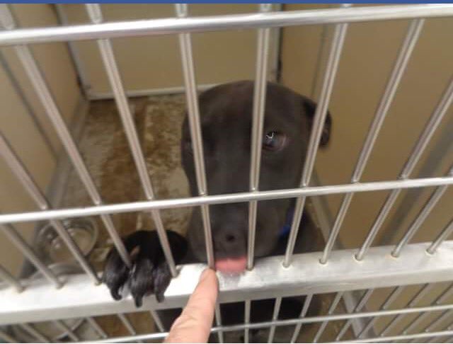 RT @giselle1900: CODE RED????????WILL BE KILLED AT ANYTIME #Rescue #Foster #Adopt  https://t.co/6TwamkGB7g #NM 
-@DogRescueTweets @ruthmen https:…