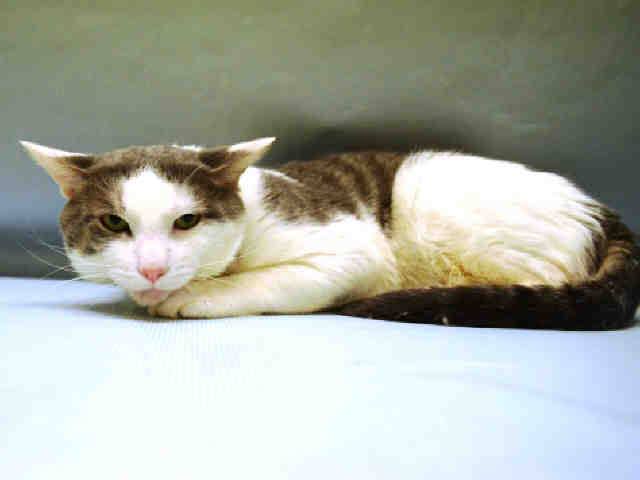 RT @Catherine_Riche: WUTANG – A1081786 - might BE KILLED TOMORROW! Please RT-pledge-foster-adopt! #NYC #CATS

https://t.co/UNsWdb13ek https…