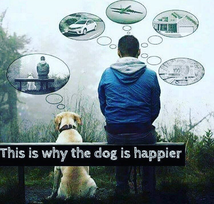So true, we can learn much from our animal friends ???????? https://t.co/FT6urBYhsN