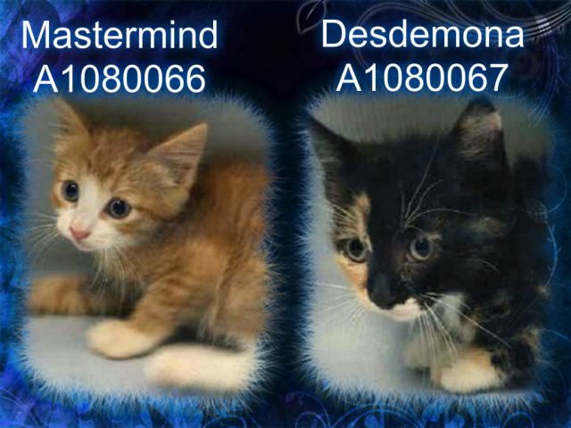 RT @URGENTPODR: MASTERMIND - A1080066, DESDEMONA - A1080067 
 Please Share:

***TO BE DESTROYED ... https://t.co/ymGFECcEX1 https://t.co/ZQ…