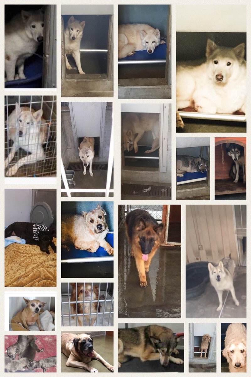 RT @MeredithBrooks: These are the 24 we are fighting for read their story https://t.co/MIlbAiHiDj #wolves#husky#hoarder #breeder https://t.…