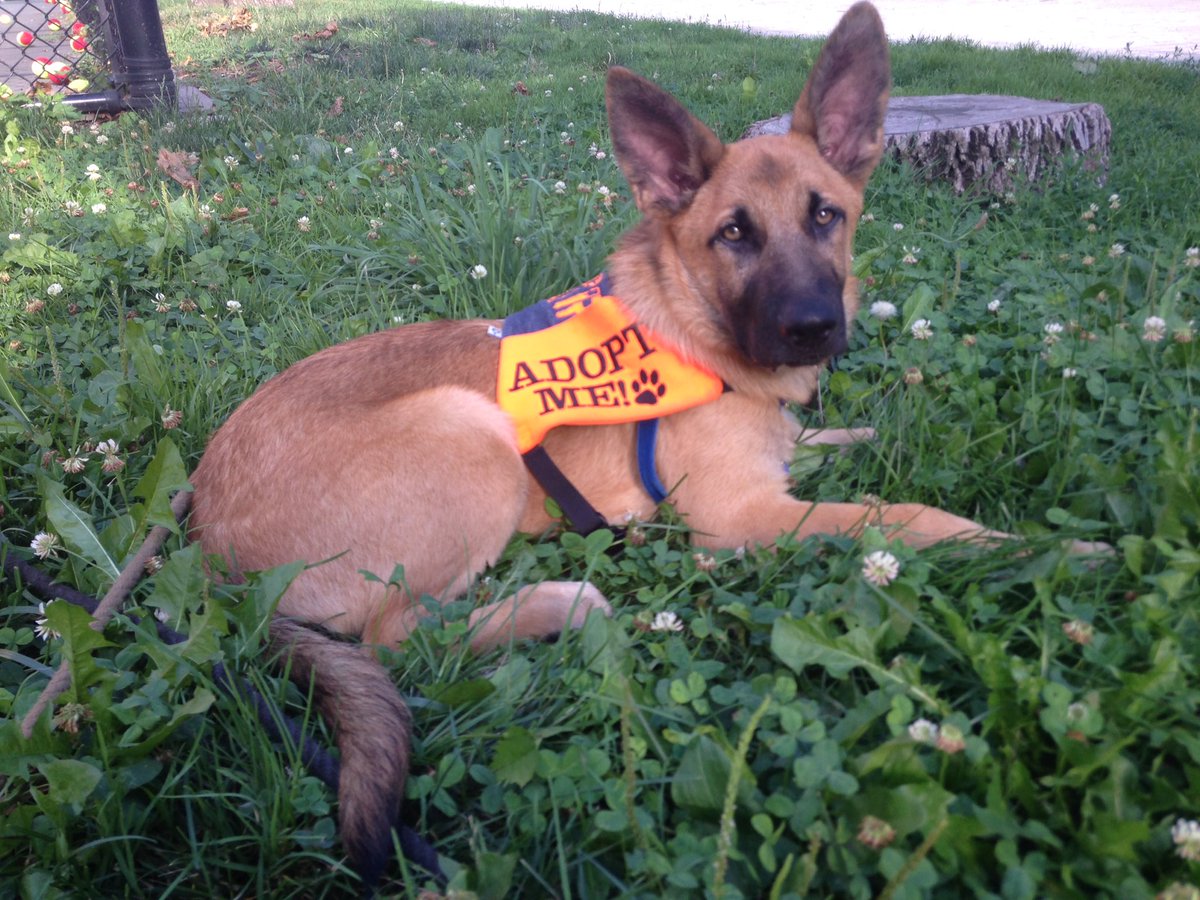 RT @SeeSpotRescued: Say hello to @Alabama_Shakes’ Zac Cockrell! 35 lb, 4 month old Shepherd mix! Email seespotrescued@gmail.com for info ht…