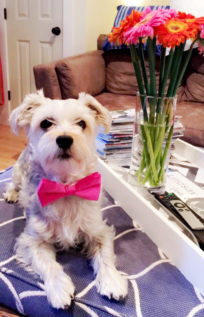 RT @LegallyLinz: The Bruiser to my Elle. My little Schooner pup looking dapper for #LegallyBlonde15! @RWitherspoon #ThinkPink https://t.co/…