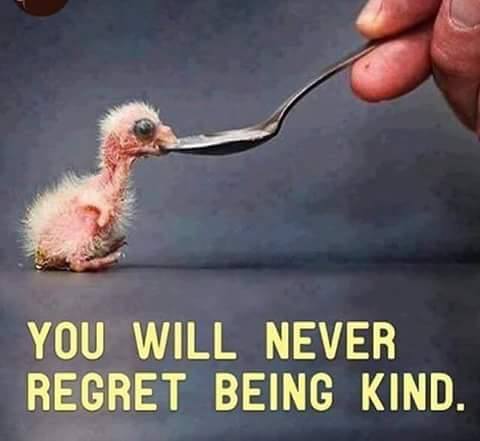 RT @Francesgracella: Always choose kindness....Best feeling... https://t.co/2Q488Ou2B3