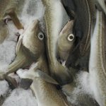 Faroe Islands to Sell Parts of Faroese Fishing Rights in Auction