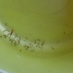 Zika