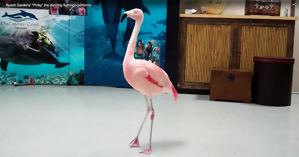 RT @usweekly: A flamingo named Pinky had to be euthanized after a man attacked her at Busch Gardens: https://t.co/GmACm4w2cX https://t.co/V…