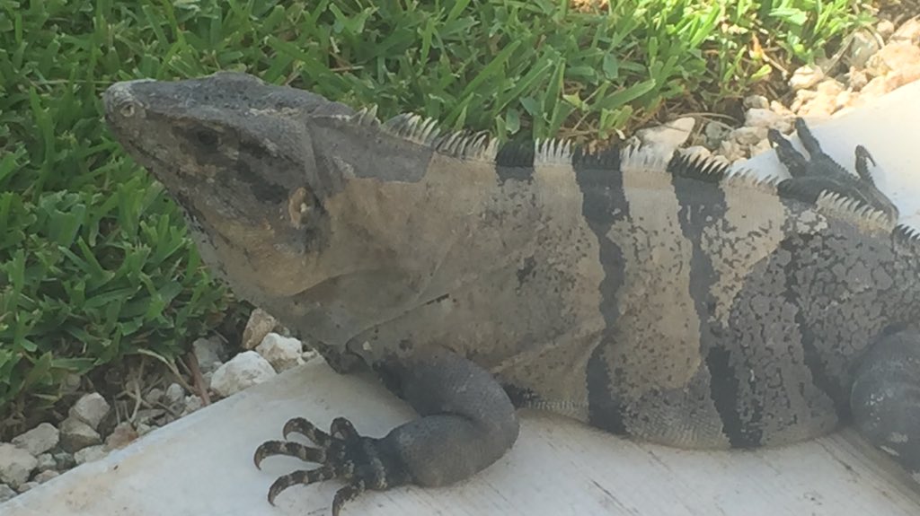 GoodMorning from Alberto the iguana @excellencegroup hotel Excellence Playa Mujeres https://t.co/Bzwvqqv1eo