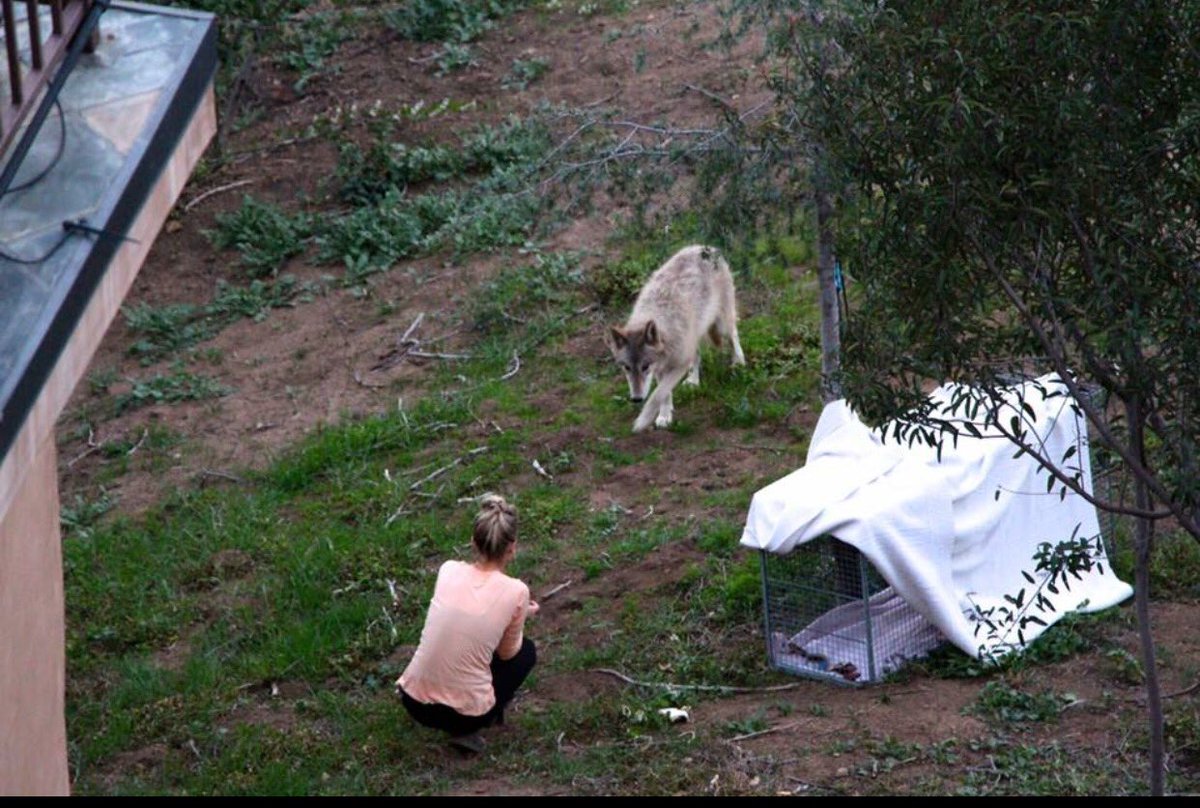 Remember princess? Begging all my followers pls donate $ help us save these wolves! https://t.co/XIEH8Vyztm https://t.co/4YGcYpbqqr
