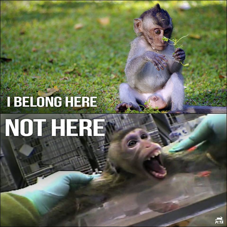 We should treat all animals with respect & compassion. #CompassionForAll #StopAnimalTests https://t.co/eWlGyzkkD8