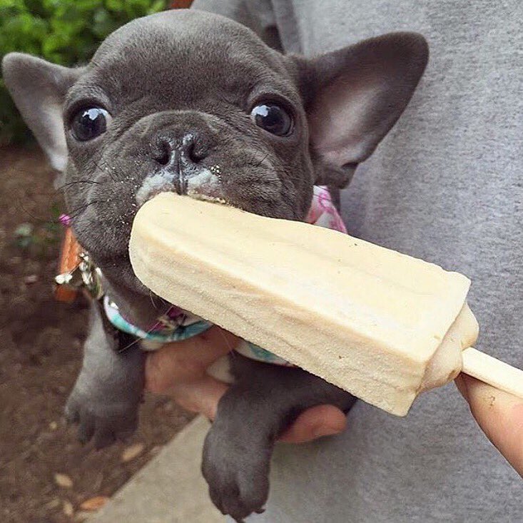 This summer weather calls for ... a pupsicle! ????????????☀️ #HappySummer #repost @WomansDay https://t.co/cVJoWHYuwJ