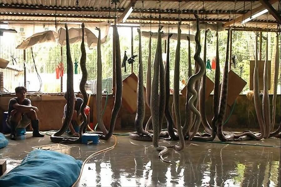 RT @PETAAsia: For leather, snakes are nailed to trees & their bodies are cut open as they're skinned alive. #LeatherFree https://t.co/xEy5k…