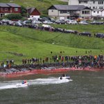 150 Pilot Whales Slaughtered in Hvannasund Today