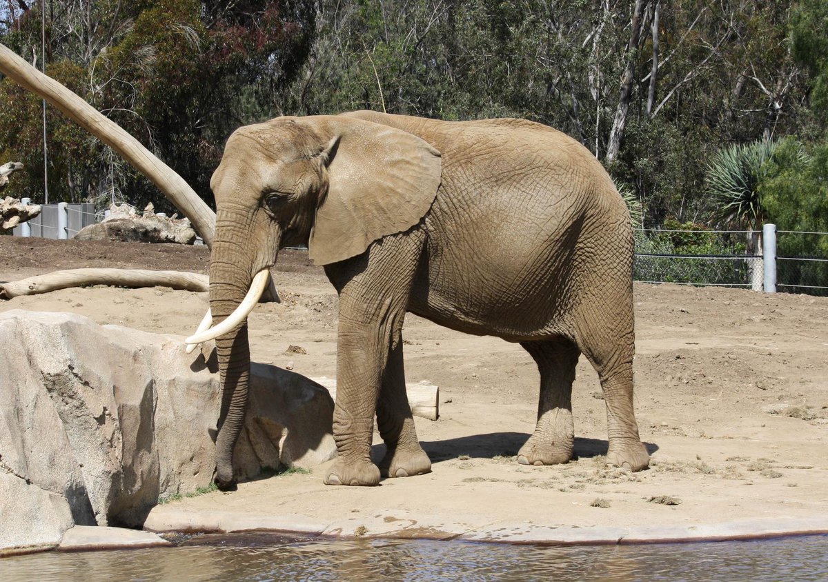 Short Essay Help Visit Zoo
