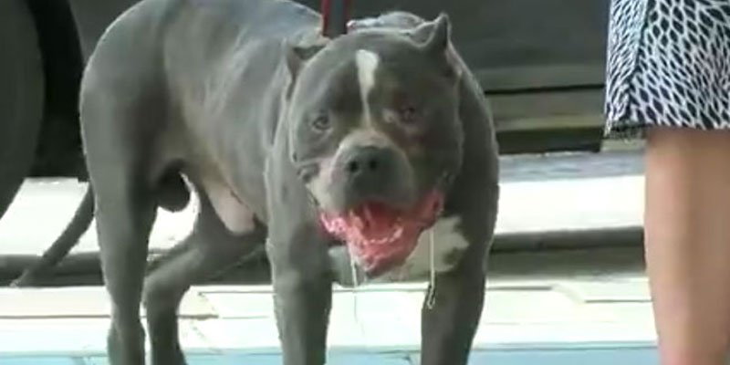 RT @people: Abused pit bull found with tongue missing rescued in Ohio, needs home https://t.co/FMARmKT3gF https://t.co/lLxbGYMfvZ