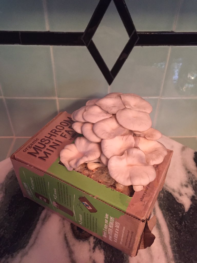 Loving my @BacktotheRoots mushroom farm, so much fun seeing how fast they spring up! https://t.co/yp4vMZ2YsA