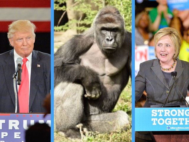 Goryl Harambe dostał 5% głosów przeciw Trumpowi, Clinton