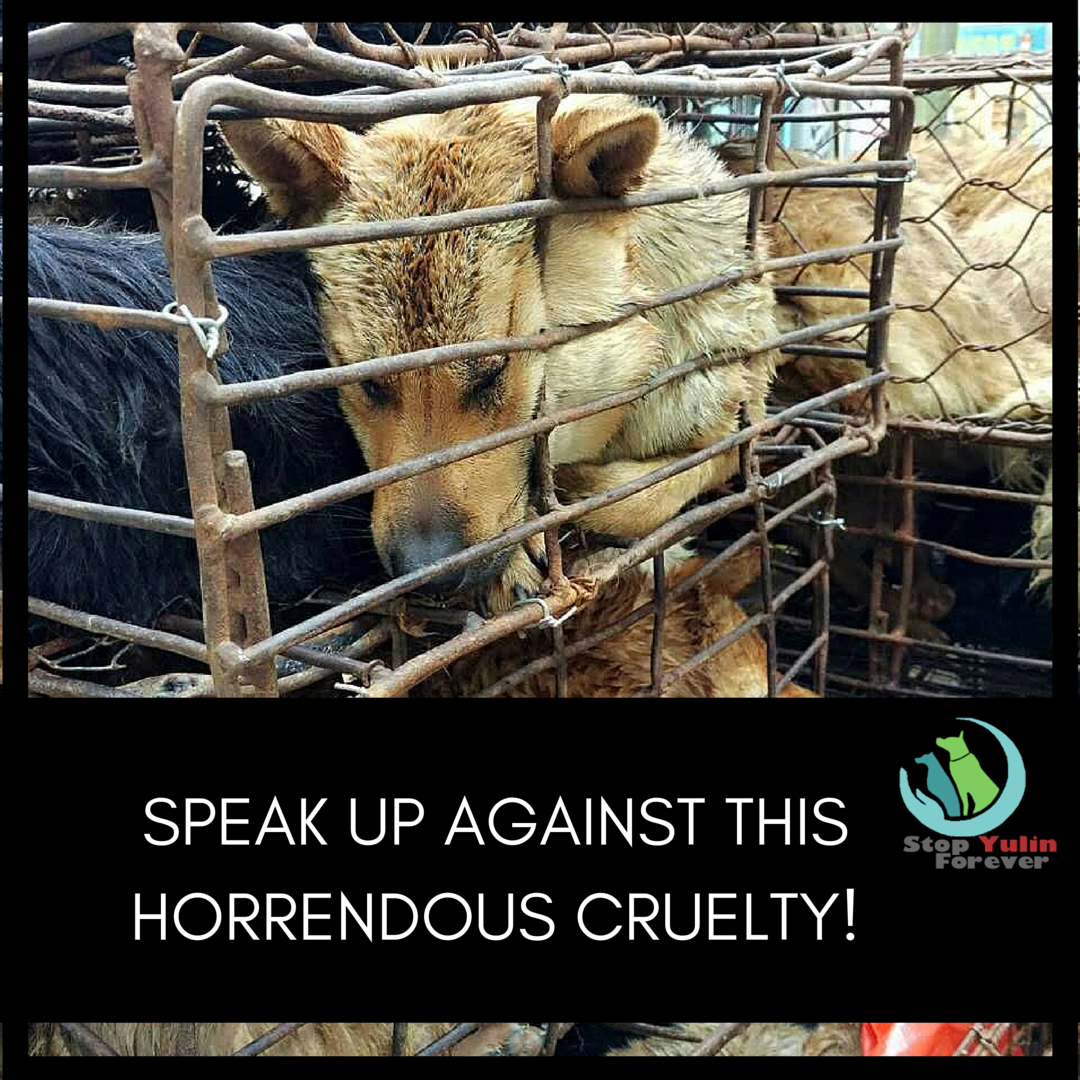 RT @stopyulinforevr: It’s time for our species to wake up, grow up, and start viewing animals for what they are! #StopDogTorture #Hope http…
