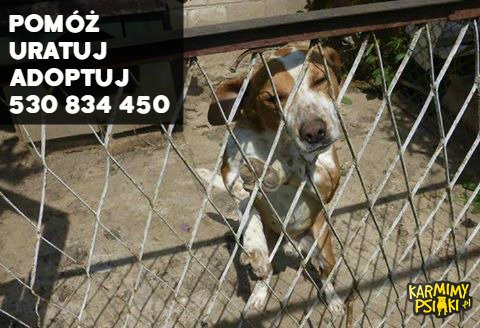 RT @karmimypsiaki: #Sandomierz
Pluto - pies ???? uratowany od śmierci na łańcuchu..
Kontakt w sprawie adopcji ➡ 530 834 450 
@joannakrupa http…