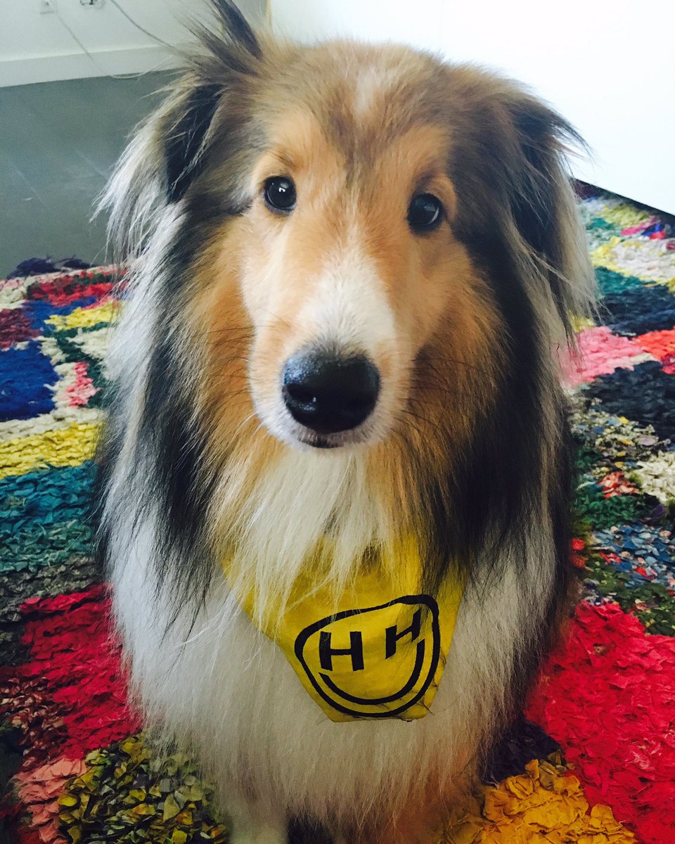 Emu is a Happy Hippie !!!! @happyhippiefdn pet merch is available now at https://t.co/8tItkOqc8k https://t.co/BjwHSH5D0r