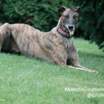 #AdoptAGreyhound