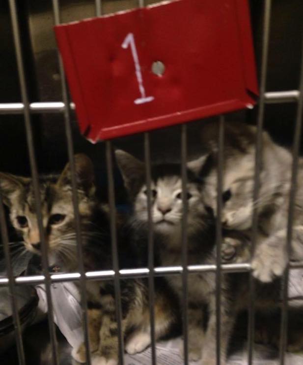 RT @KittyLibFront: SOS #kitties>#Floyd-#GA pound-donate>https://t.co/b3VexGaa1m    or kill w/HEARTSTICK WED AM https://t.co/Db0fO2sSbf http…