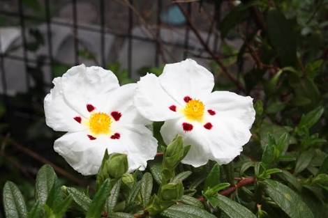 ゴジアオイという花、凄く興味深い性質だったので紹介「植物界のサイコパス」と称している方もいて、ピッタリだと思いましたとて ゴジアオイという花、凄く興味深い性質だったので紹介「植物界のサイコパス」と称している方もいて、ピッタリだと思いましたとて