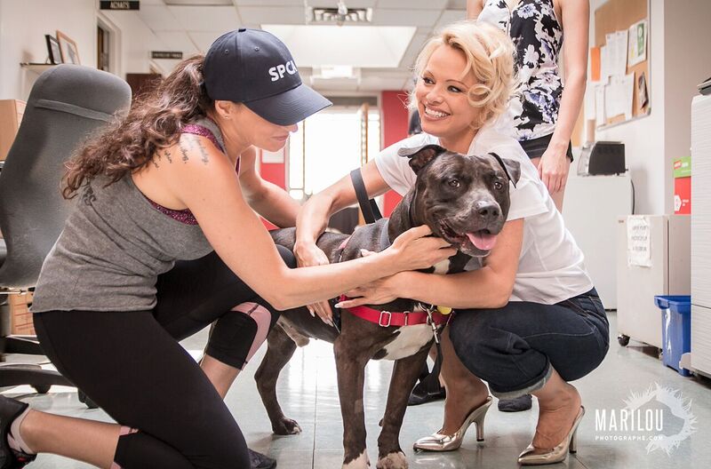 RT @SPCAMontreal: @pamfoundation Thank you Pamela Anderson for the lovely visit at the Montreal SPCA! Photos: https://t.co/tHNXzEJIJG https…