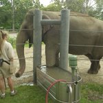 Children book immortalizes former Detroit Zoo elephants