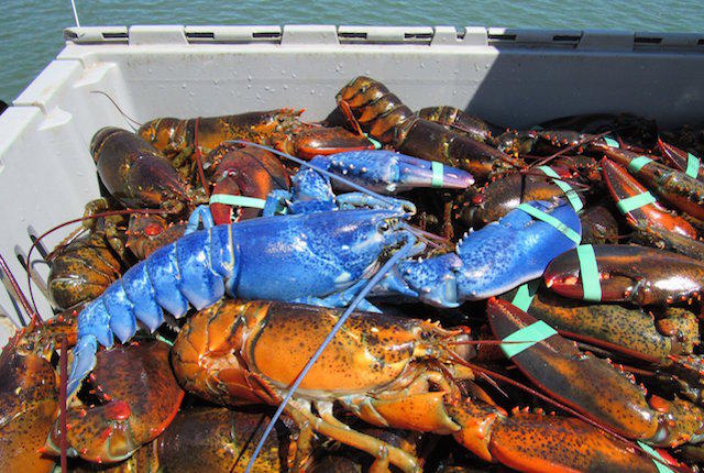 RT @K8Tilton: A rare blue lobster was caught off the coast of Cape Cod and it is so weird and cool looking https://t.co/1McYUaqLmv https://…