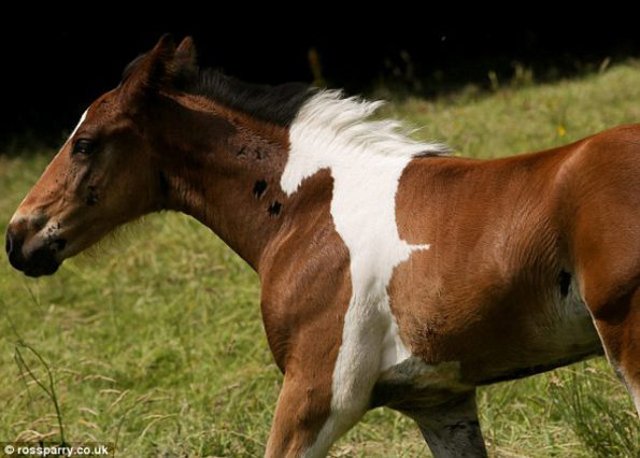 RT @peeweeherman: Look! A Horse Born With a Horse Marking On It! Incredible!! https://t.co/pjXBj4IQcA #MetaHorse https://t.co/YDui2o4i3G