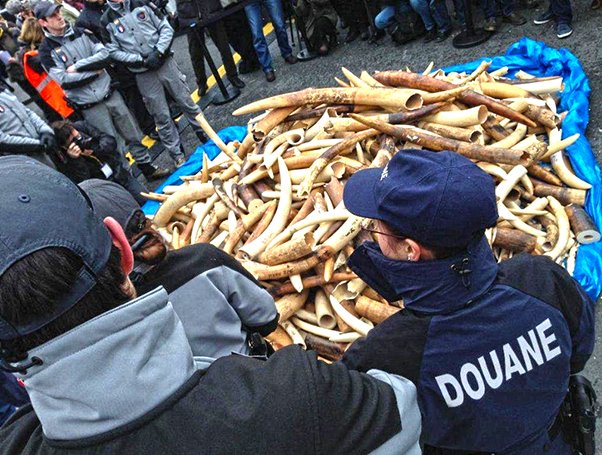 RT @action4ifaw: Near total ivory ban established in France! A wonderful step in the right direction! https://t.co/KIiI9DUan3 https://t.co/…